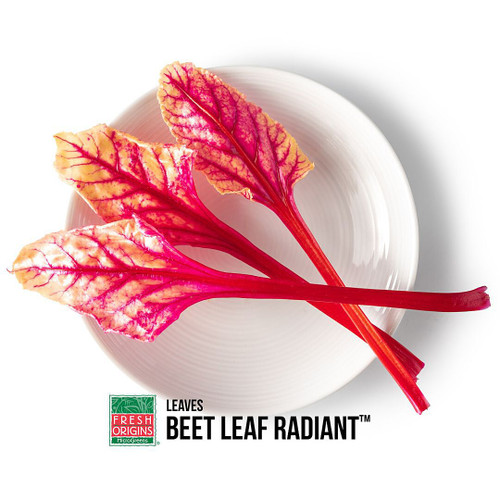 Radiant Beet Leaf