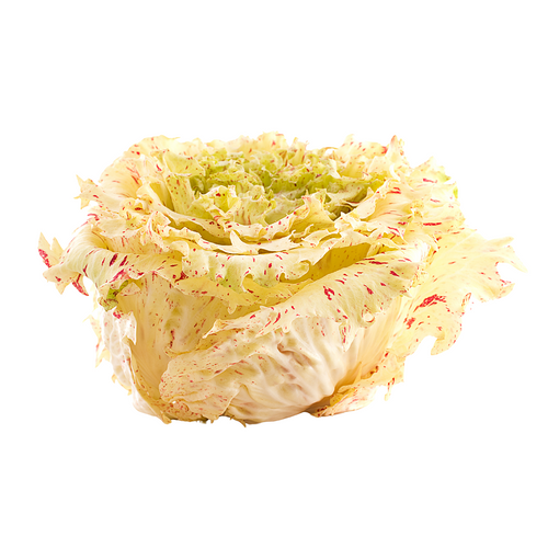 Radicchio Castelfranco