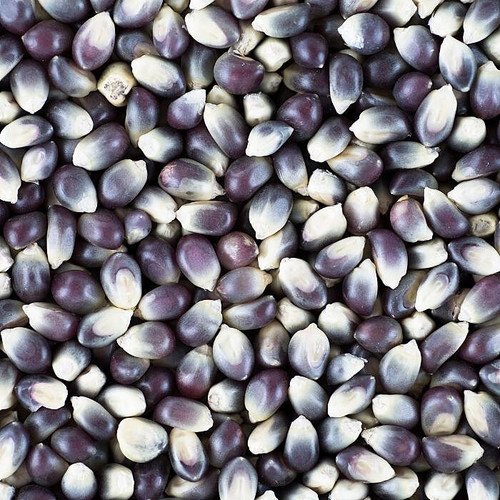 Dried Purple Corn Kernels