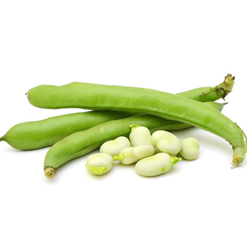 Organic Fava Bean