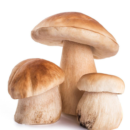 Porcini Mushrooms