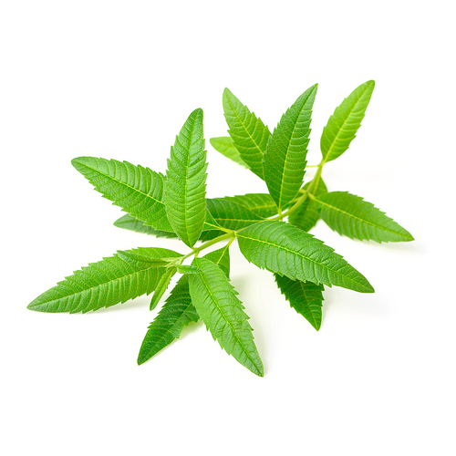 Lemon Verbena Herb