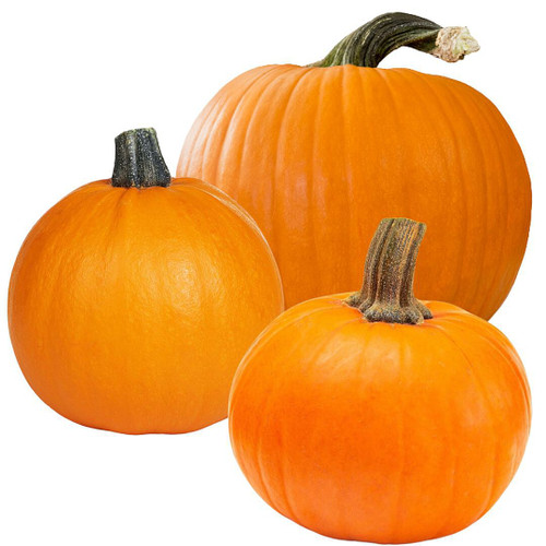 Mixed Pumpkins Med/Lrg Mixed Pumpkins Med/Lrg