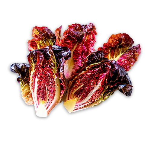 Pink Rhone Little Gem Lettuce