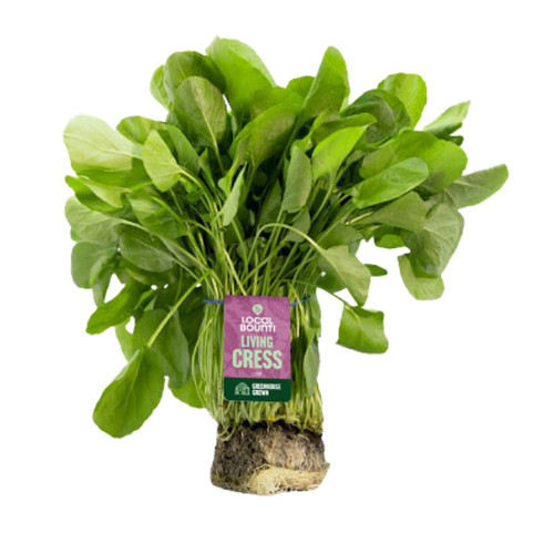 Organic Watercress Living Bunch