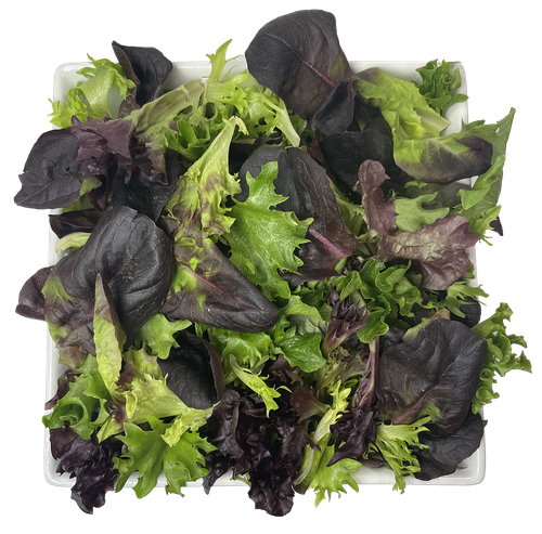 Scarlet Tuscan Lettuce