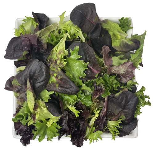 Scarlet Tuscan Lettuce