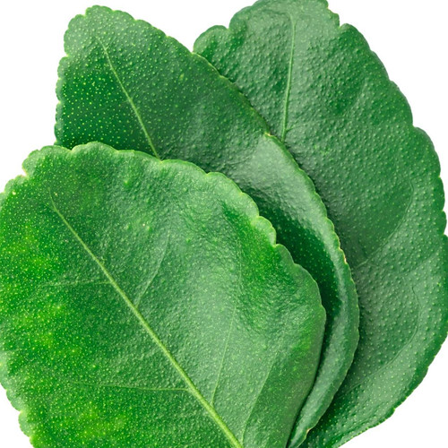 Lime Leaf
