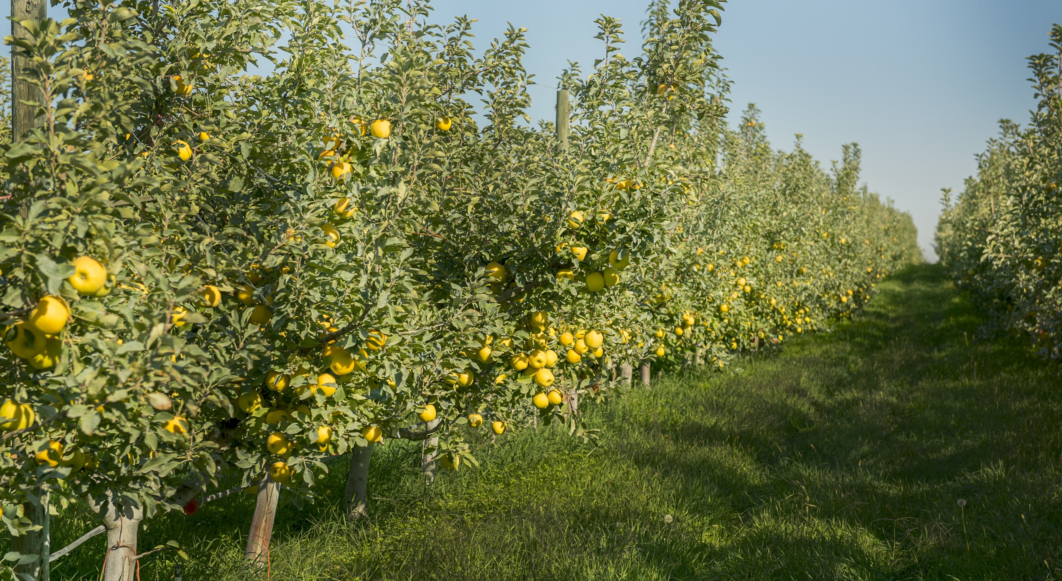 Opal Apples Are First U.S. Variety To Receive Non-GMO Label