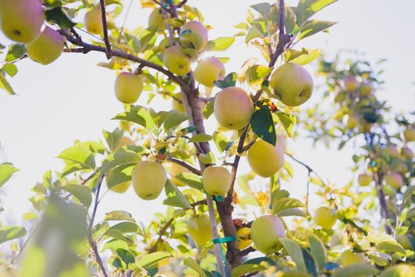 Apple - ヨゴガワ Kiyokawa Family Orchards Products - Pacific Coast Fresh Co.