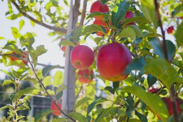 Apple - sikumagata Fuji Apples | Stemilt