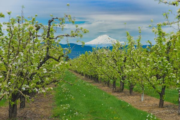 Apple - ヨゴガワ Kiyokawa Family Orchards Products - Pacific Coast Fresh Co.