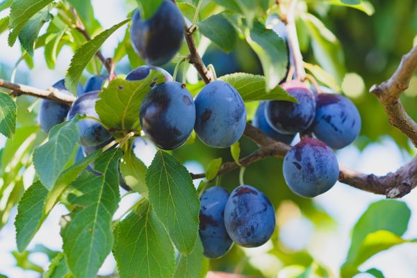 Kiyokawa Family Orchards Products - Pacific Coast Fresh Co.
