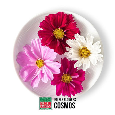 FLOCOS050 | Edible Cosmos Flower (50CT) - Pacific Coast Fresh Co.