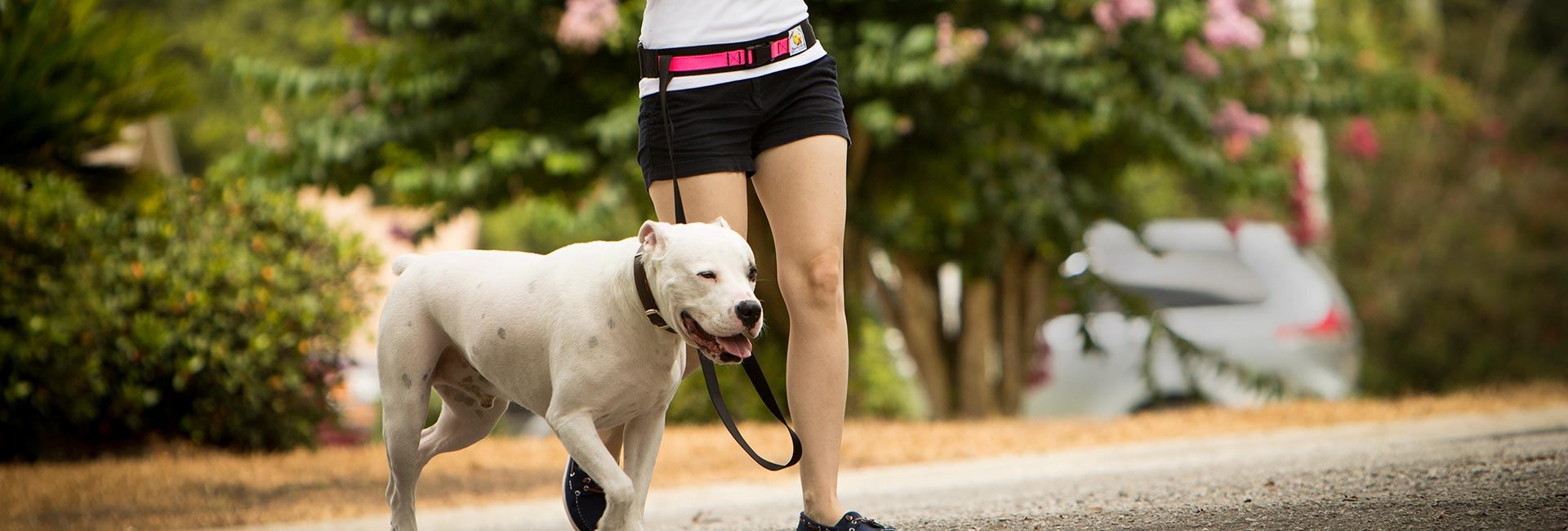 squishy face dog toy