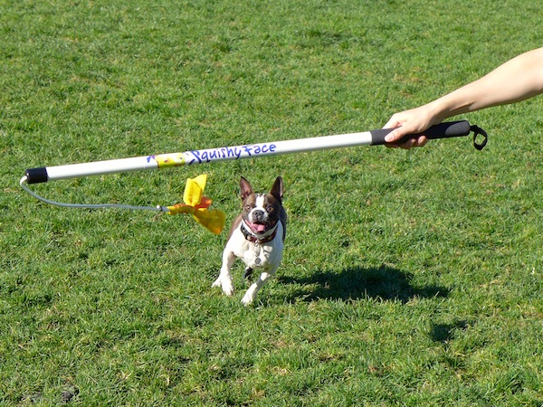 Flirt Pole, Dog Chase Exercise Toy from Squishy Face Studio