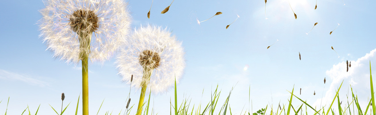Bij pollen in de lucht…Scutellaria!