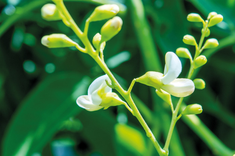 Quercetine als supplement? Kies voor kwaliteit!