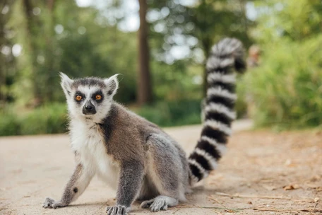 Golden Naturals adopteert ringstaartmaki Jasmijn in Safaripark Beekse Bergen