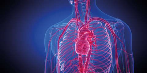 Vitamine K2 & D3: het gouden vitamine-duo!