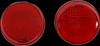 Custom Dynamics CD-TSLHK-RED