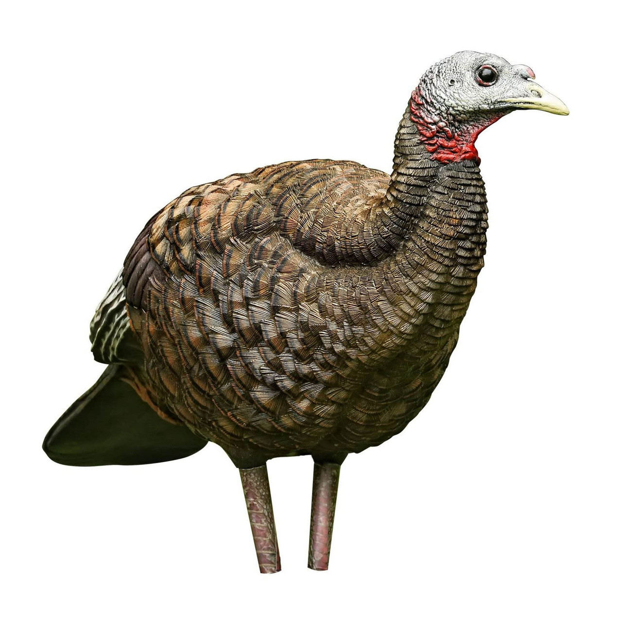 Avian X AVX8008