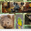 Australian Wildlife Reserve Animals and Birds  Collage 4082D Cotton Quilting Fabric