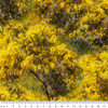 Bushland Botanicals Golden Wattle Trees 4122C Cotton Quilting Fabric