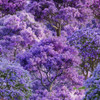 Bushland Botanicals Jacaranda Trees 4122D Cotton Quilting Fabric
