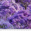 Bushland Botanicals Jacaranda Trees 4122D Cotton Quilting Fabric