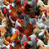 Farm Animals Chickens Multi Packed Cotton Quilting Fabric