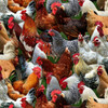 Farm Animals Chickens Multi Packed Cotton Quilting Fabric
