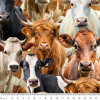 Homestead Bovine Cows Mixed Breeds Packed 4101D Cotton Quilting Fabric