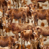 Homestead Bovine Jersey Cows 4101G Cotton Quilting Fabric