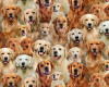 Best Friends Golden Retrievers 708E-MULTI Cotton Quilting Fabric