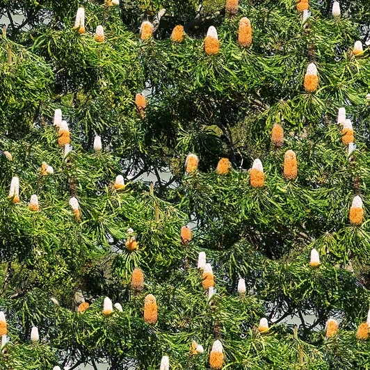 Bushland Botanicals Aust Banksia Trees 4122A Cotton Quilting Fabric