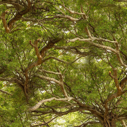 Bushland Botanicals Moreton Bay Fig Trees 4122E Cotton Quilting Fabric