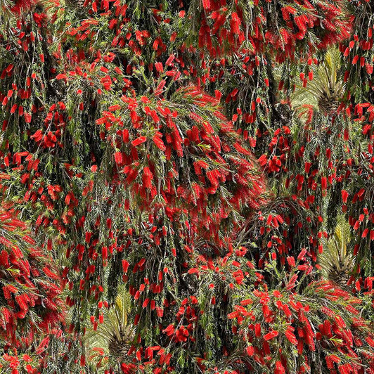 Bushland Botanicals Red Bottle Brush Trees 4122F Cotton Quilting Fabric