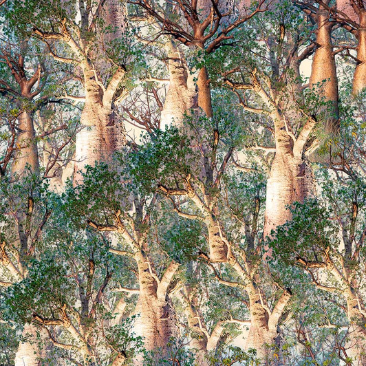 Bushland Botanicals Boab Trees 4122B Cotton Quilting Fabric