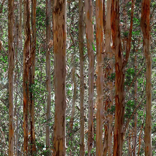 In the Scope Eucalyptus Trees 5010/11 Cotton Quilting Fabric