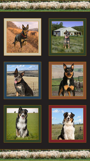 Merino Muster Farm Dogs Sheep Dogs Cotton Quilting Fabric Panel Merino Muster Farm Dogs Sheep Dogs Cotton Quilting Fabric Panel