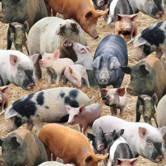 Farm Animals Pigs Brown Background Cotton Quilting Fabric Farm Animals Pigs Brown Background Cotton Quilting Fabric