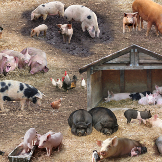 Farm Animals Pigs Scenic Brown Cotton Quilting Fabric Farm Animals Pigs Scenic Brown Cotton Quilting Fabric