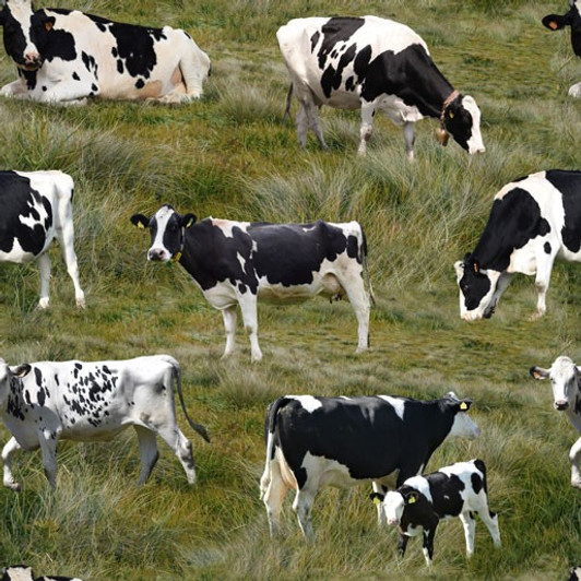Cows Holstein Cows Green Grass Background Cotton Quilting Fabric Cows Holstein Cows Green Grass Background Cotton Quilting Fabric