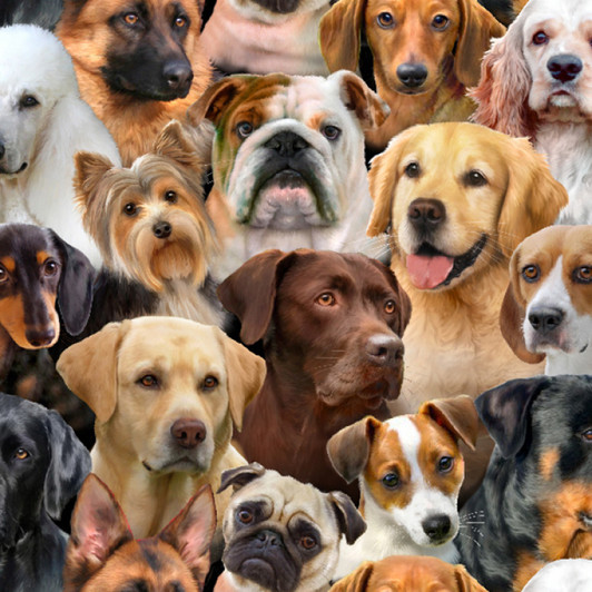 Dog Breeds Dogs Packed Black Background 1312E-BLK Cotton Quilting Fabric