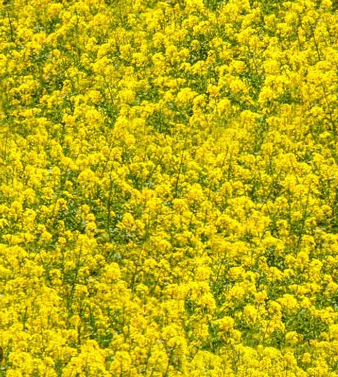 Farm Machines II Canola Crop Allover 1093N Cotton Fabric Farm Machines II Canola Crop Allover 1093N Cotton Fabric