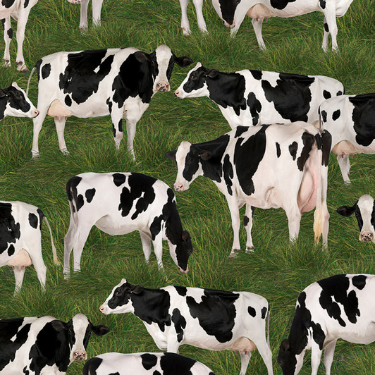 Merino Muster II Cows Holstein Friesian Grass Background 3094I Cotton Quilting Fabric Merino Muster II Cows Holstein Friesian Grass Background 3094I Cotton Quilting Fabric