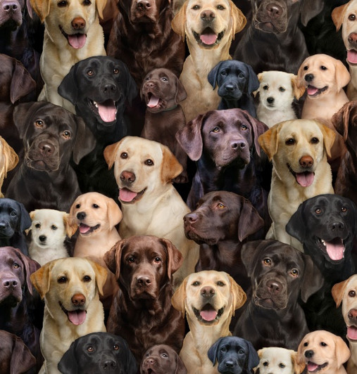 Best Friends Labrador Dogs 686E-MULTI Cotton Quilting Fabric Best Friends Labrador Dogs 686E-MULTI Cotton Quilting Fabric