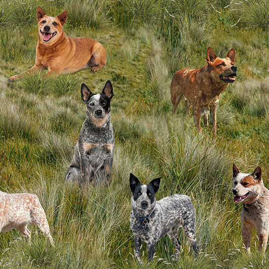 Merino Muster II Dogs Heelers Grass Background 3094M Cotton Quilting Fabric Merino Muster II Dogs Heelers Grass Background 3094M Cotton Quilting Fabric