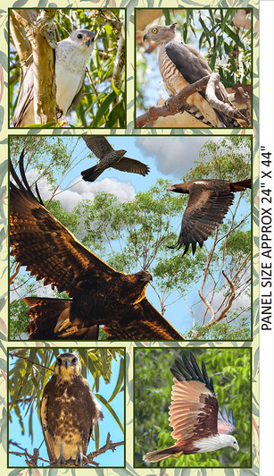Wings of Wonder Wedgetail Eagles 4039B Cotton Quilting Fabric 24 inch Panel Wings of Wonder Wedgetail Eagles 4039B Cotton Quilting Fabric 24 inch Panel